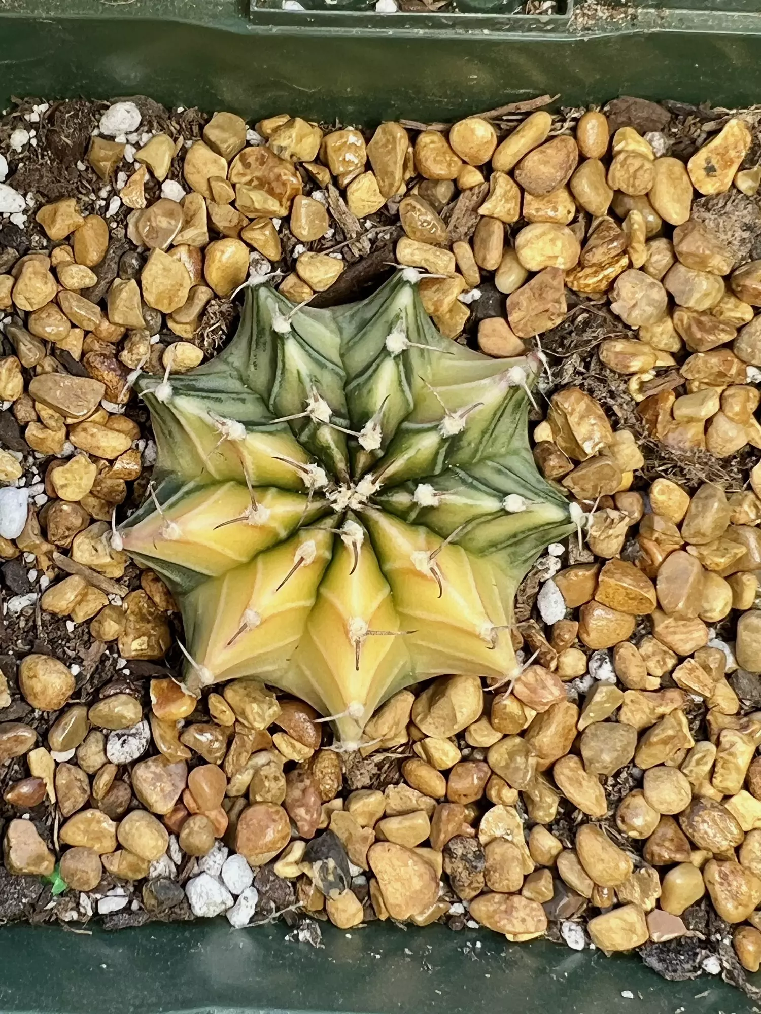 plant/Gymno pink dimong clone-0