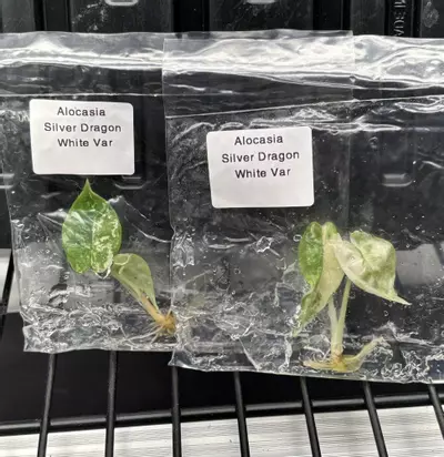 plant/Alocasia silver dragon albo-0-thumbnail