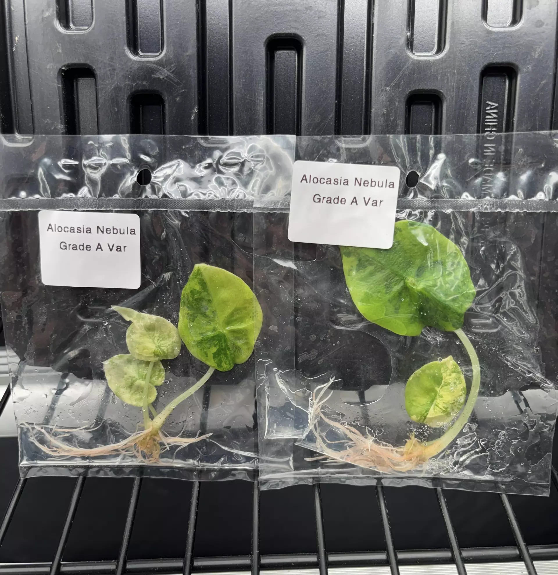 plant/Alocasia nebula aurea-0