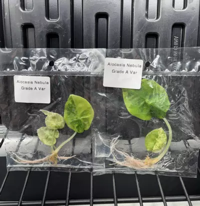 plant/Alocasia nebula aurea-0-thumbnail