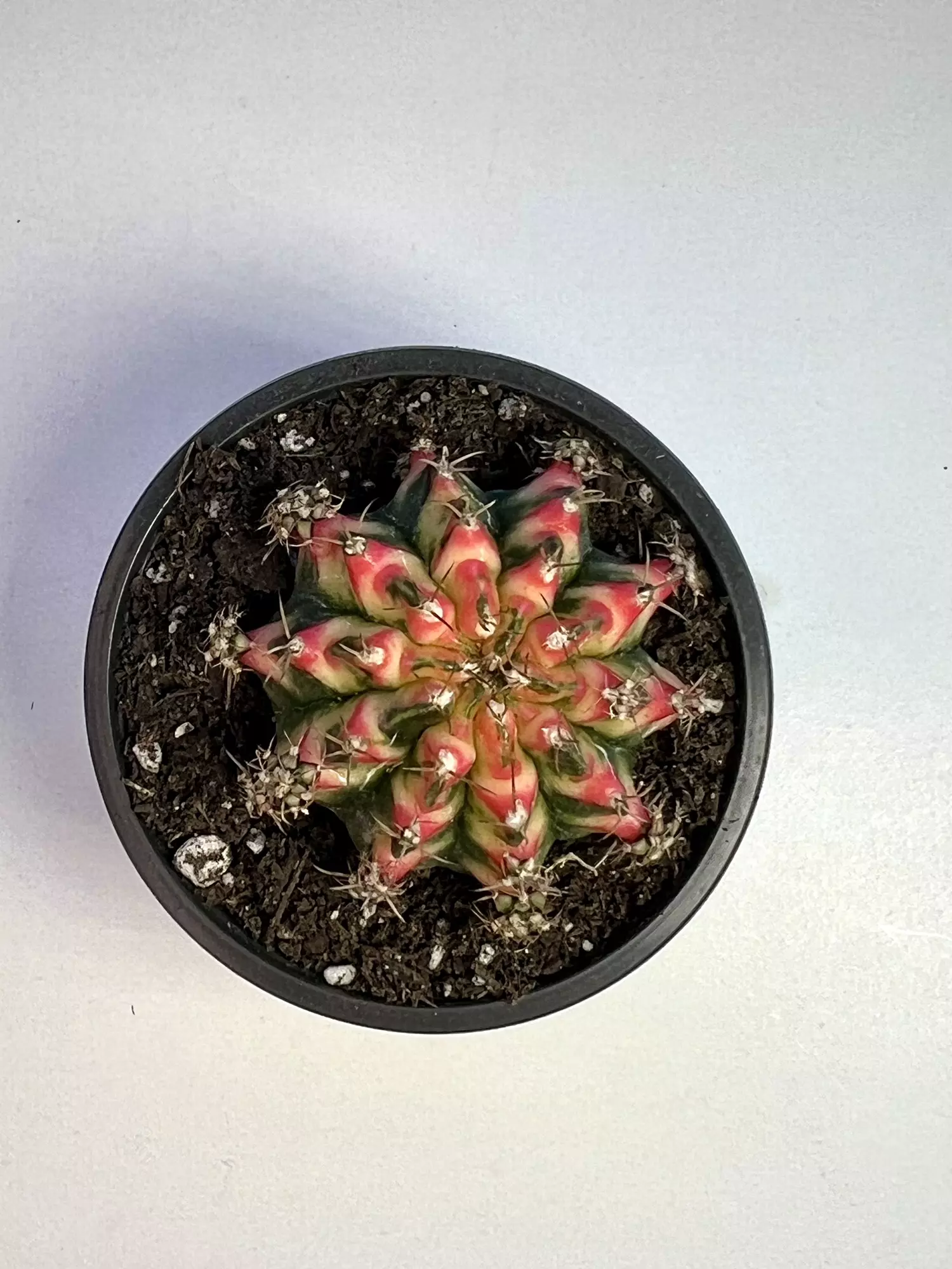 plant/Gymno multicolor in 2.5" pot-0