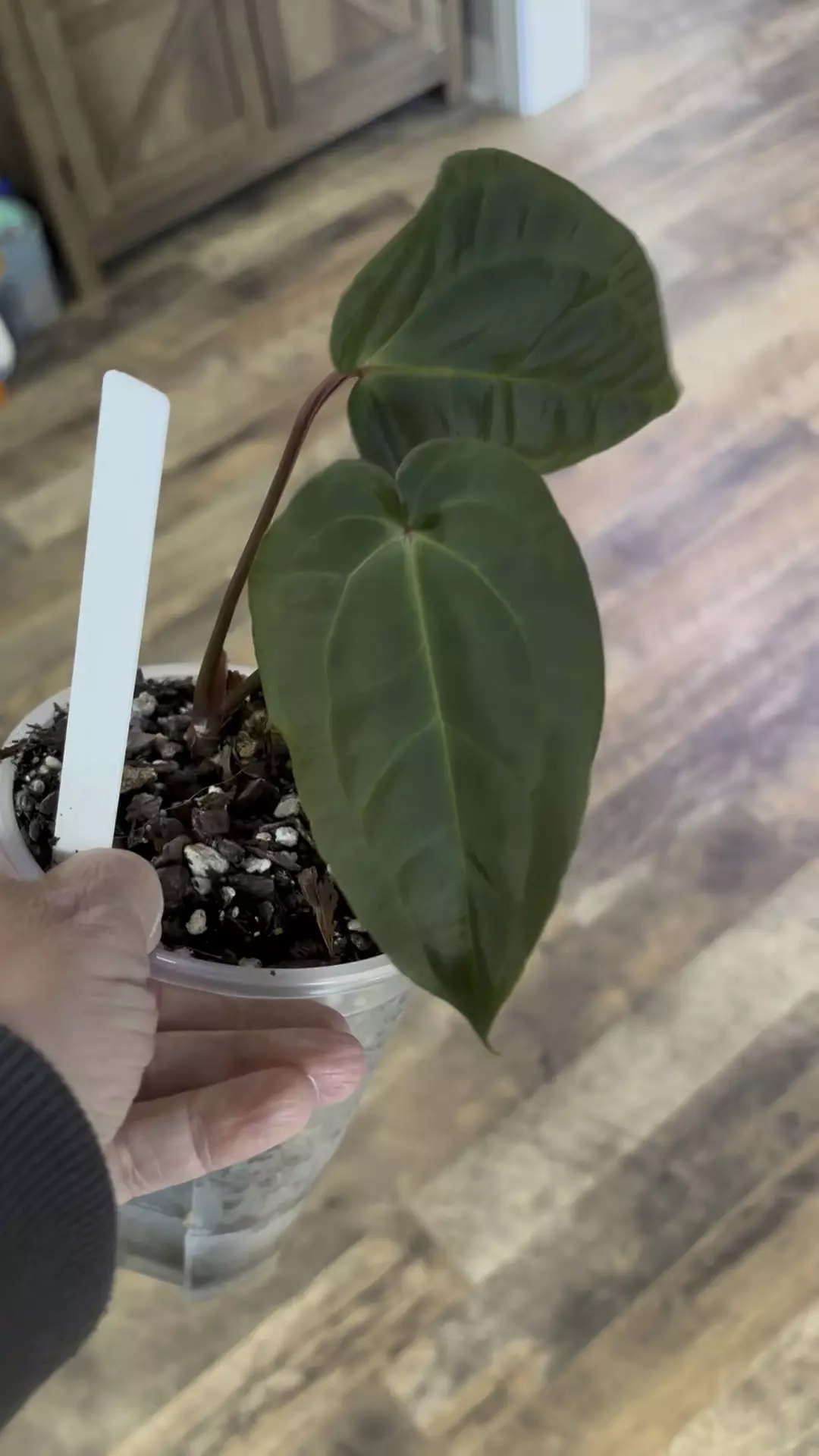 plant/Anthurium Bess Galaxy x AFF-0