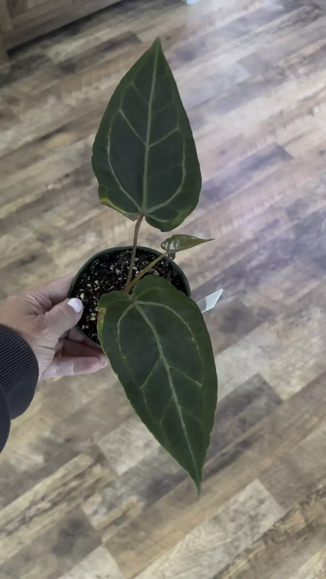 plant/Anthurium Cinnamon Swirl x RC-0