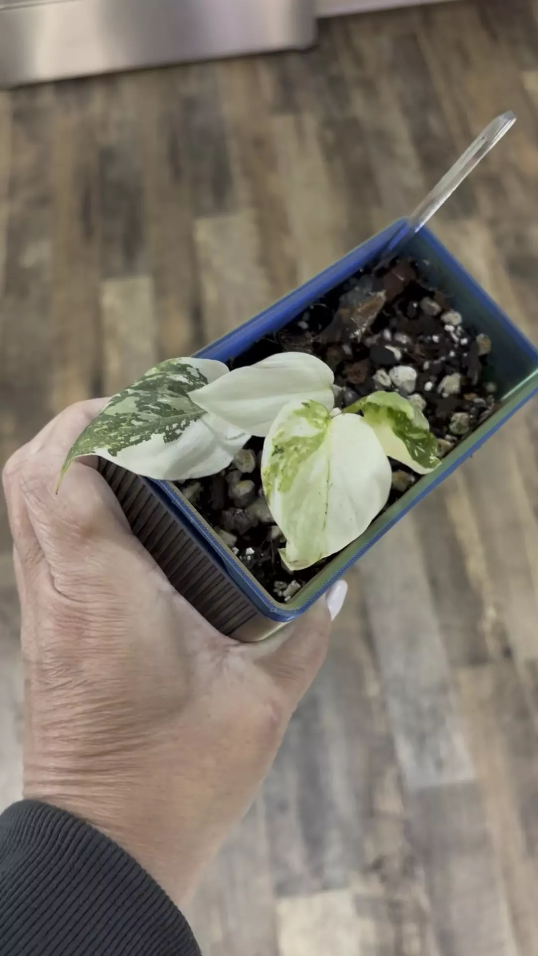 plant/Philodendron Gloriosum Var-0