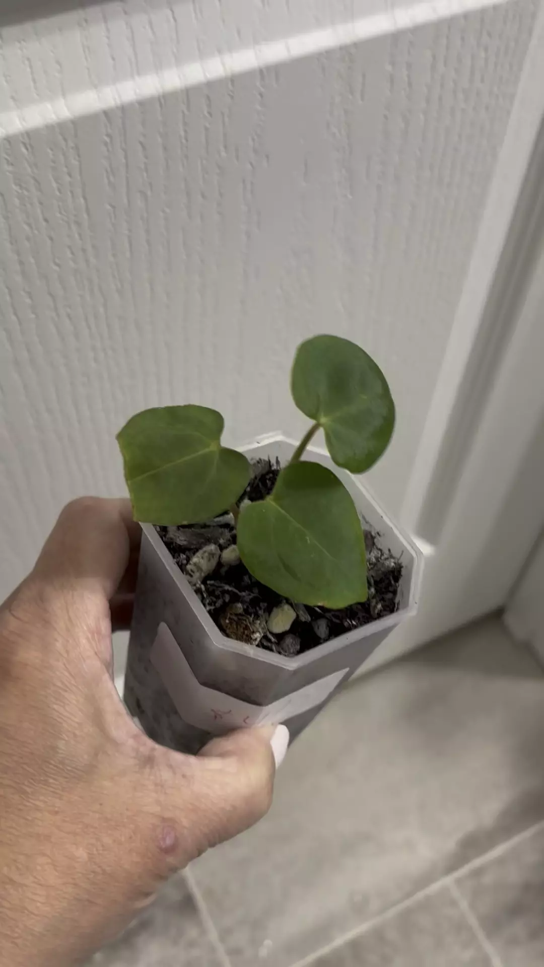 plant/JV FSRL x BWM-0