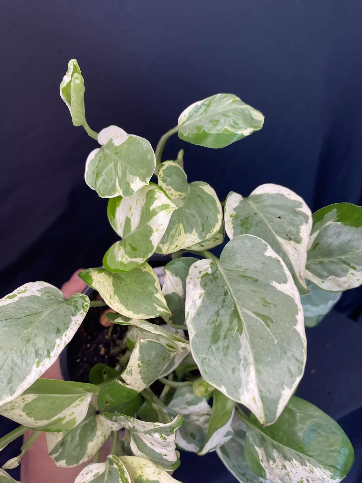 plant/Pearls & Jade Pothos 4”-1