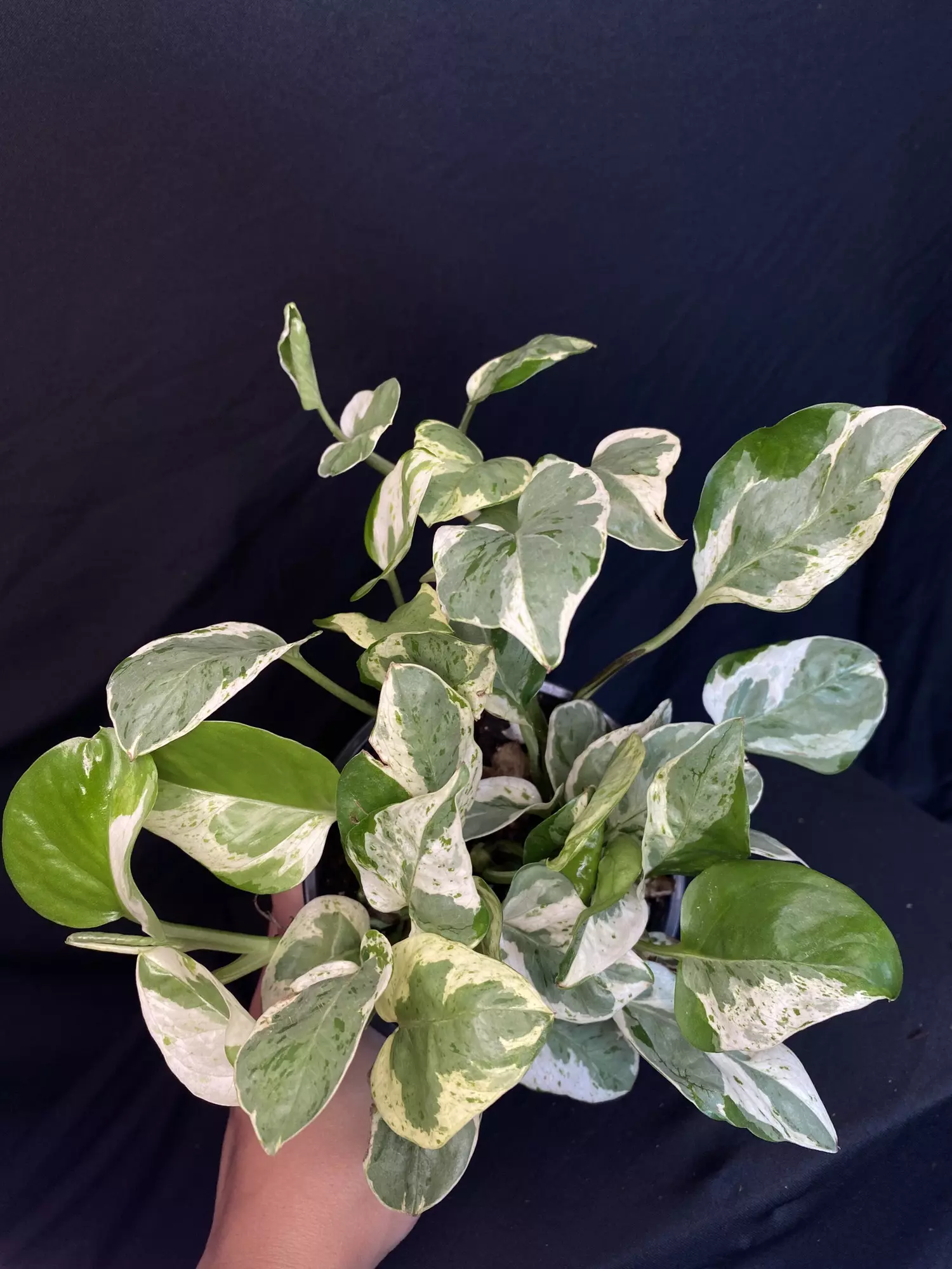 plant/Pearls & Jade Pothos 4”-0