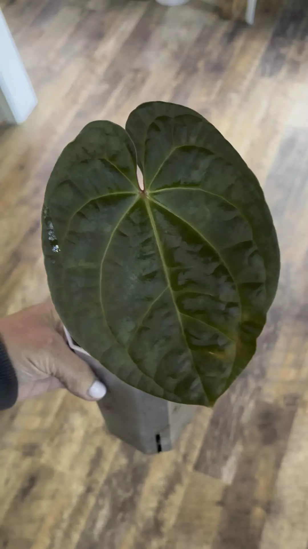 plant/Anthurium Amazon Diamond-0