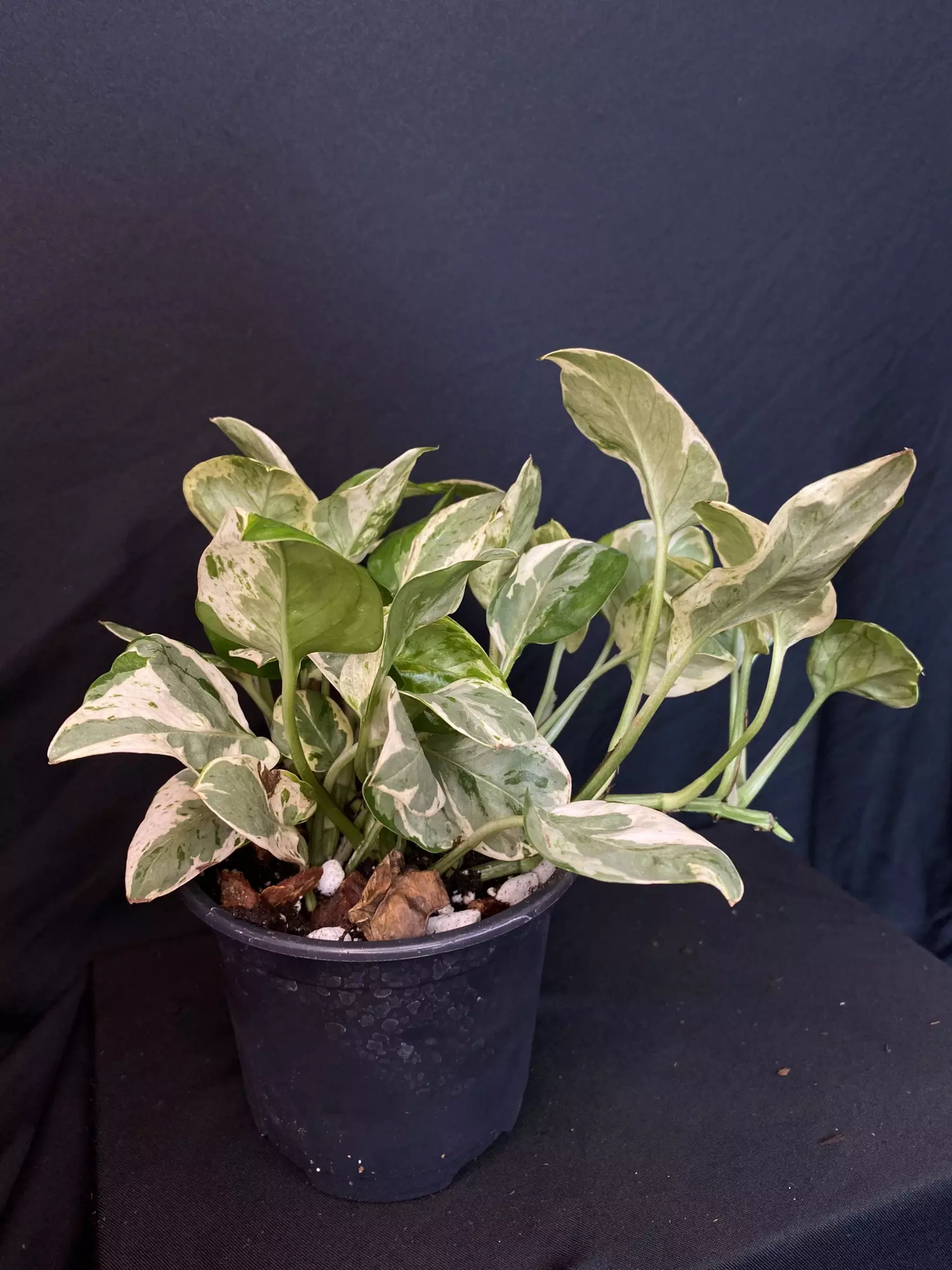 plant/Pearls & Jade Pothos 4”-3