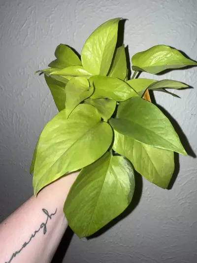 plant/Neon pothos with some variegation -0-thumbnail