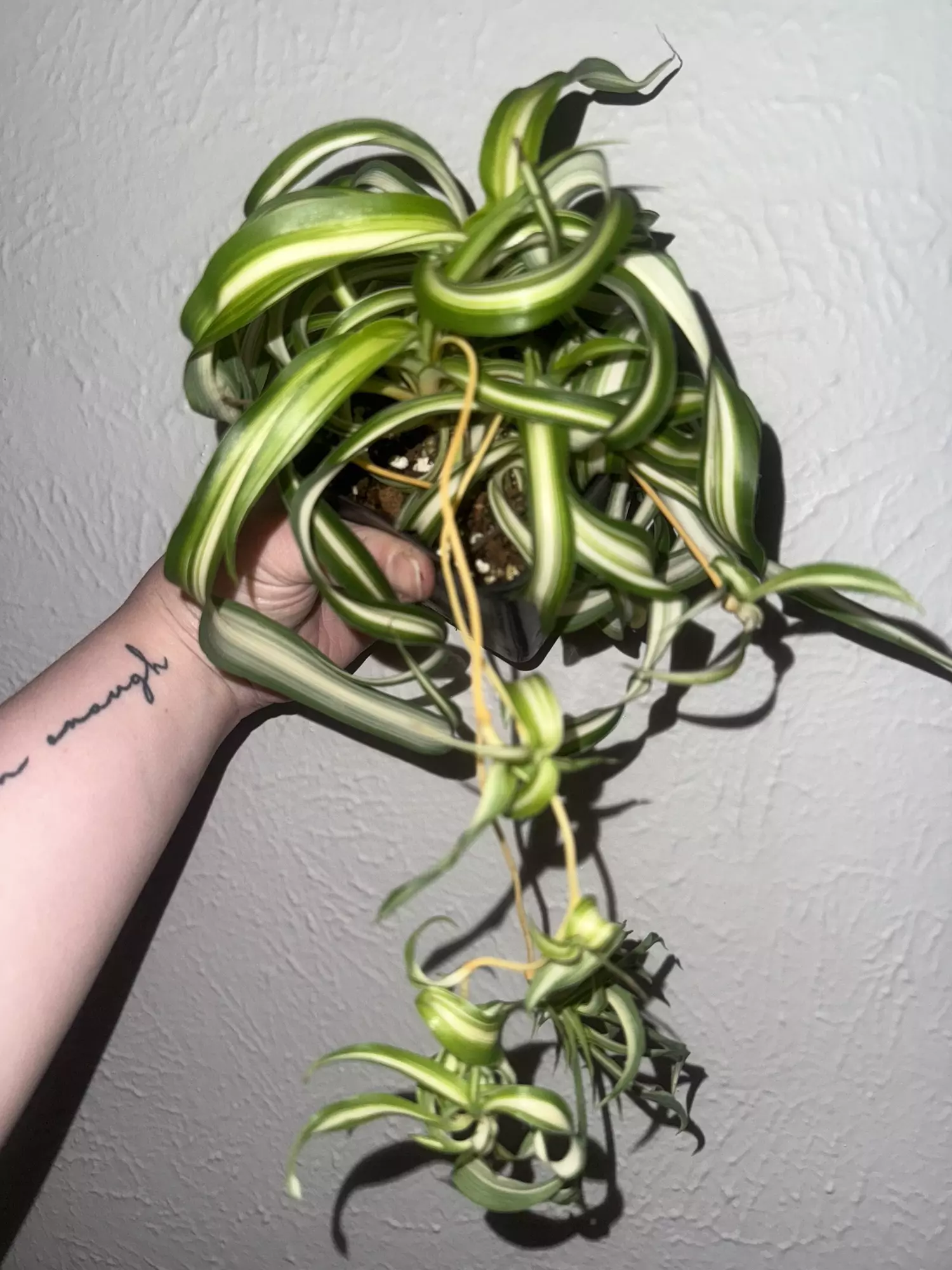 plant/Curly spider plant -0