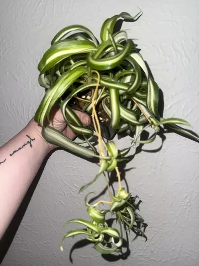 plant/Curly spider plant -0-thumbnail