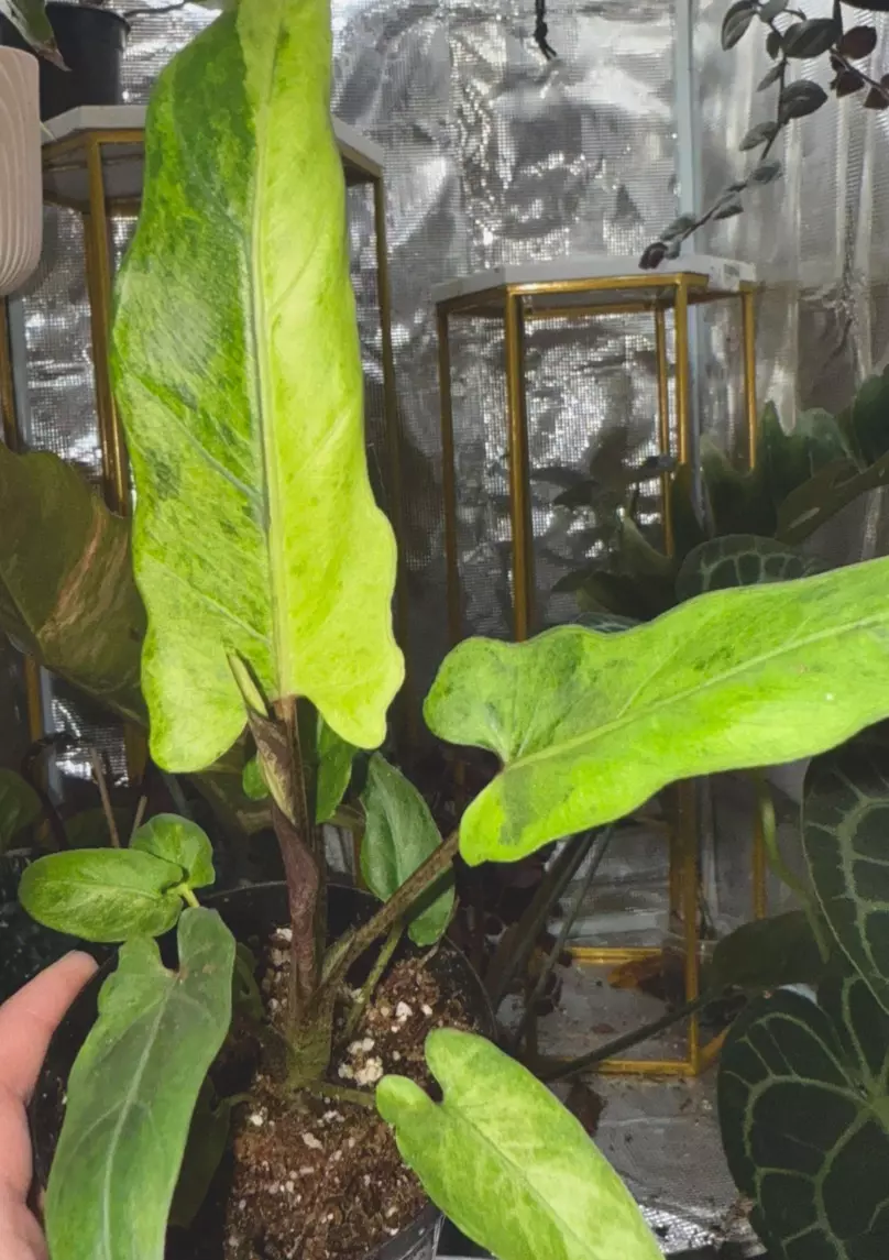 plant/Var Alocasia lauterbachiana-0