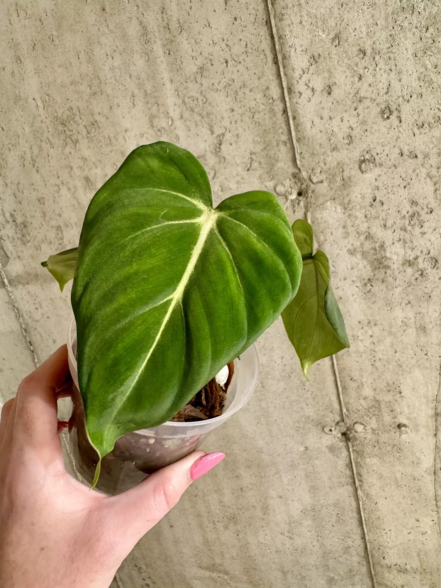 plant/Philodendron Gloriosum-0