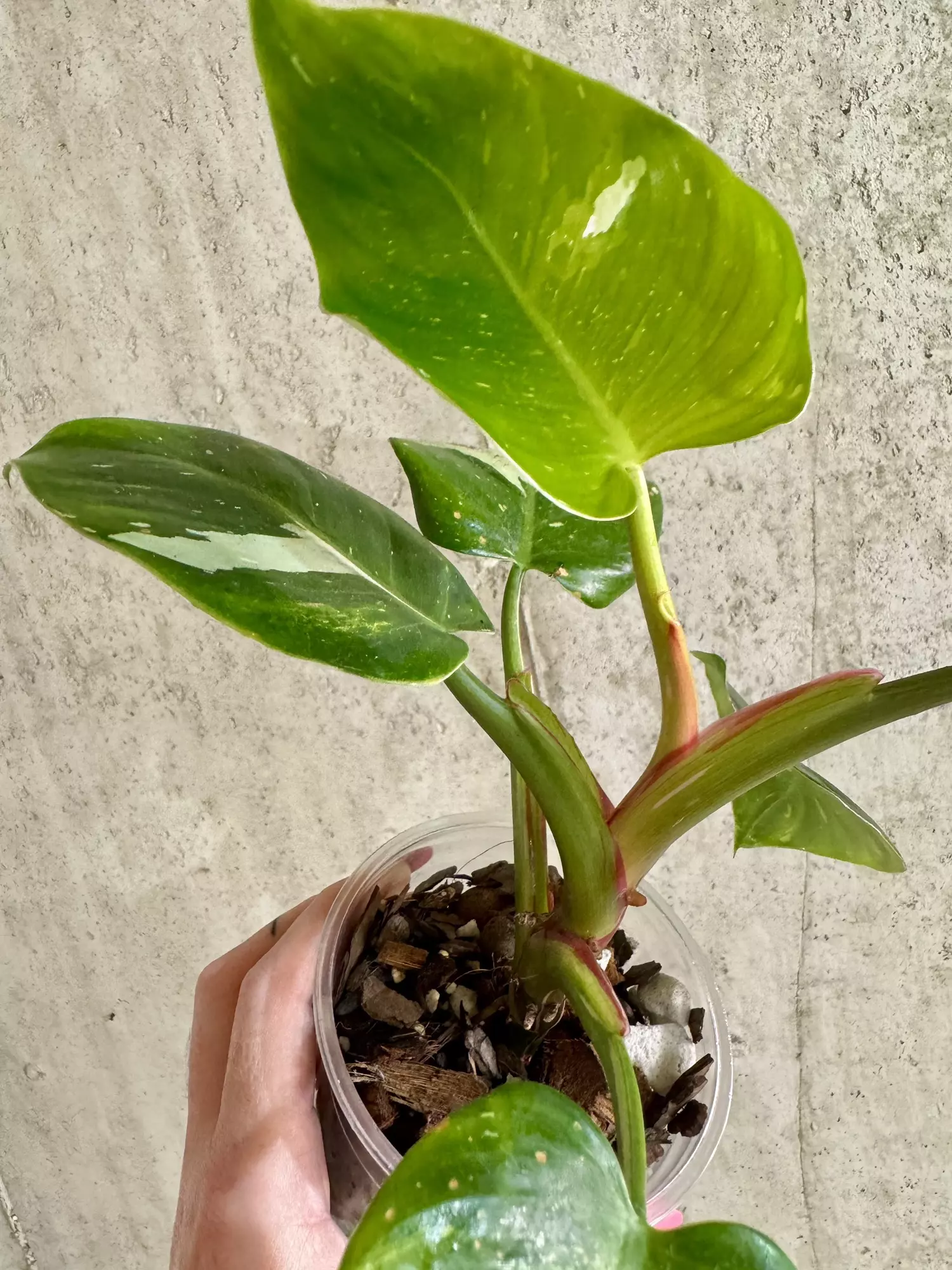 plant/Philodendron White Princess Tricolor-1