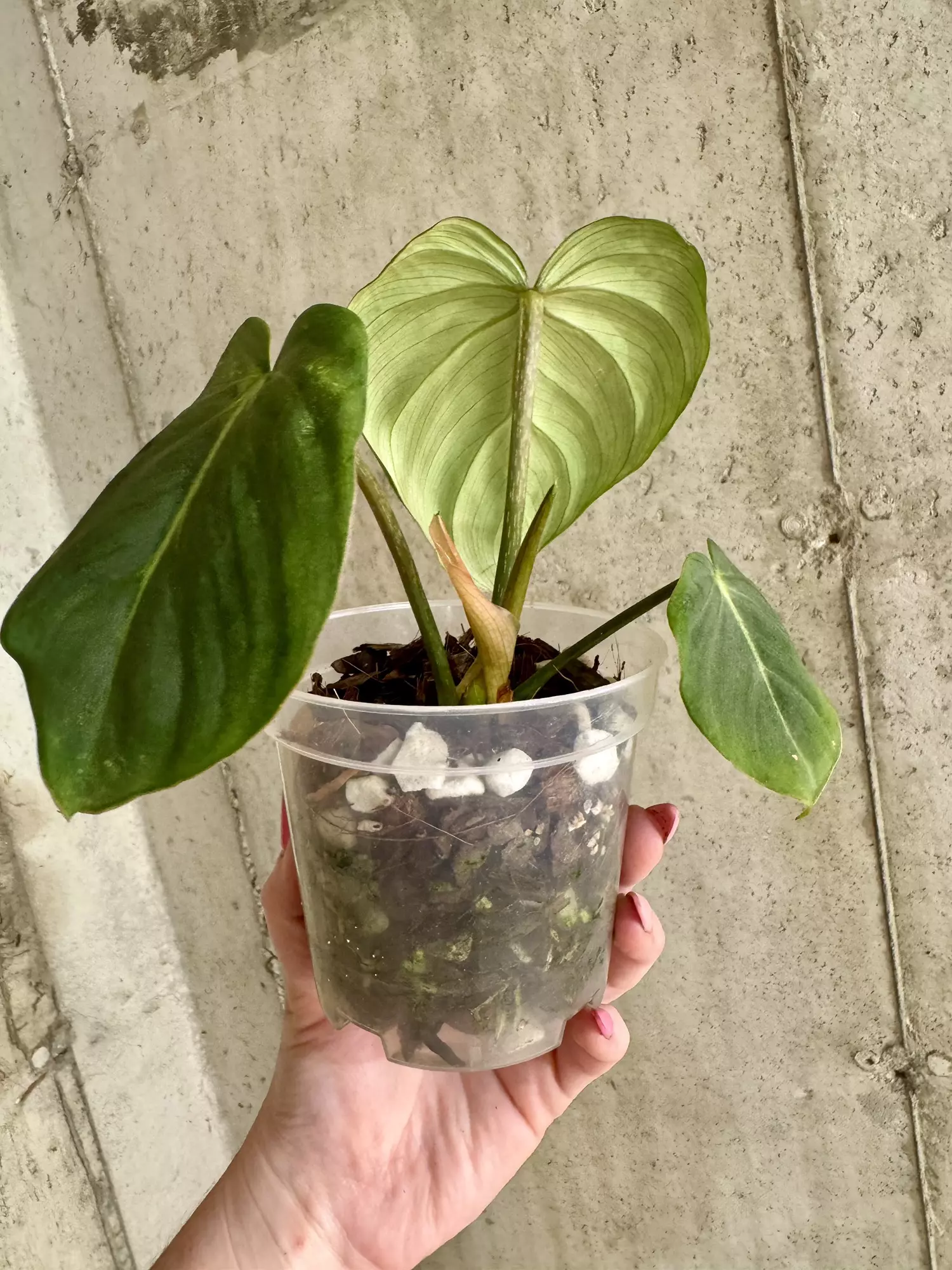 plant/Philodendron Gloriosum-1