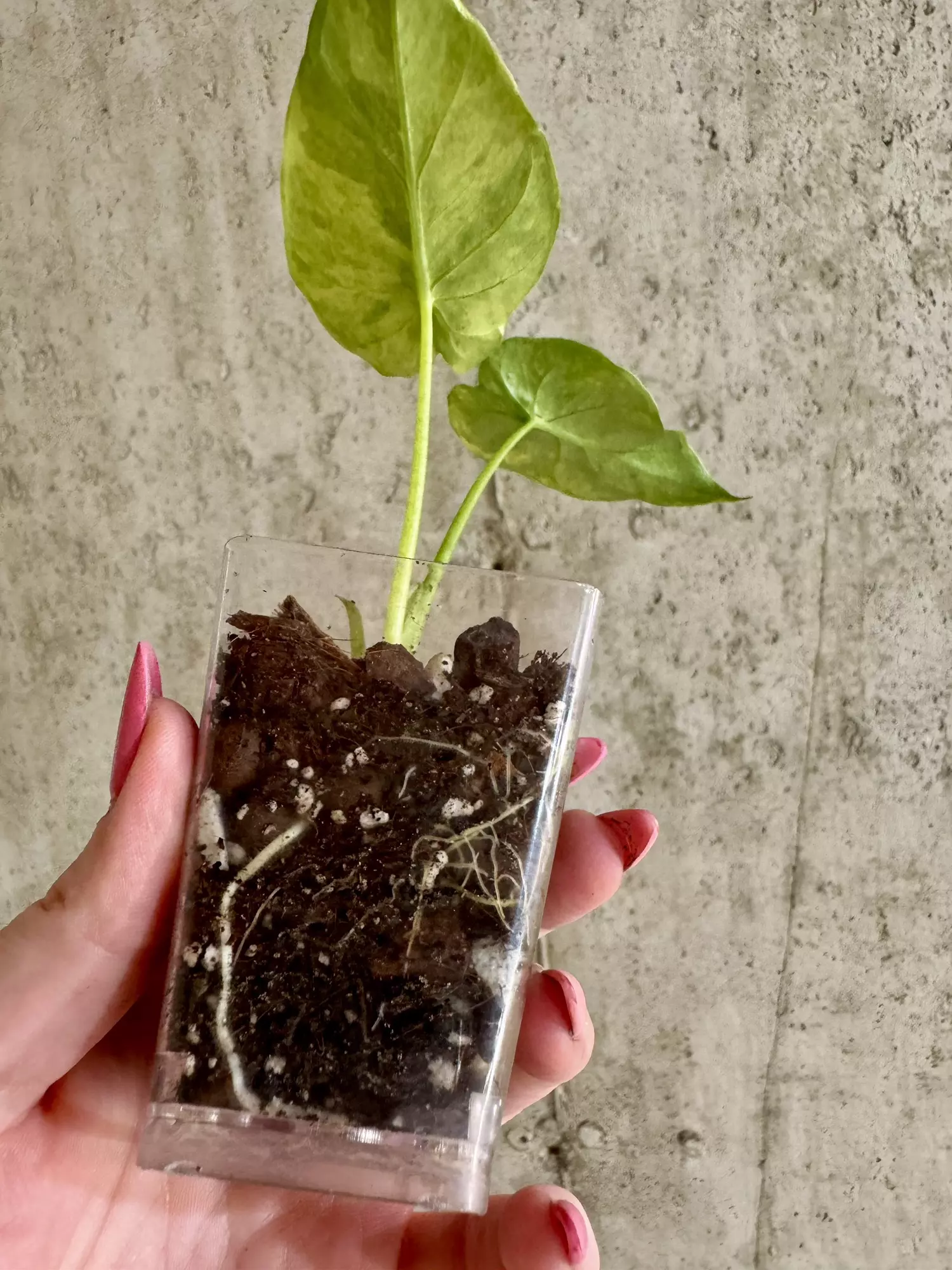 plant/Alocasia Gagean Aurea [B]-2
