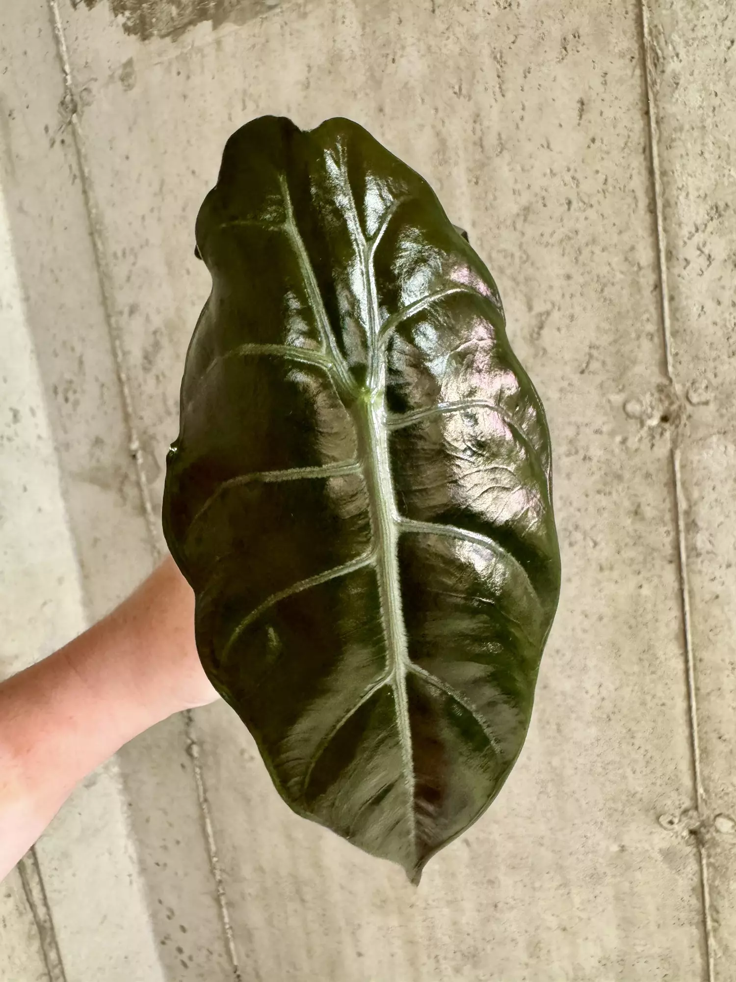 plant/Alocasia Chantieri-2