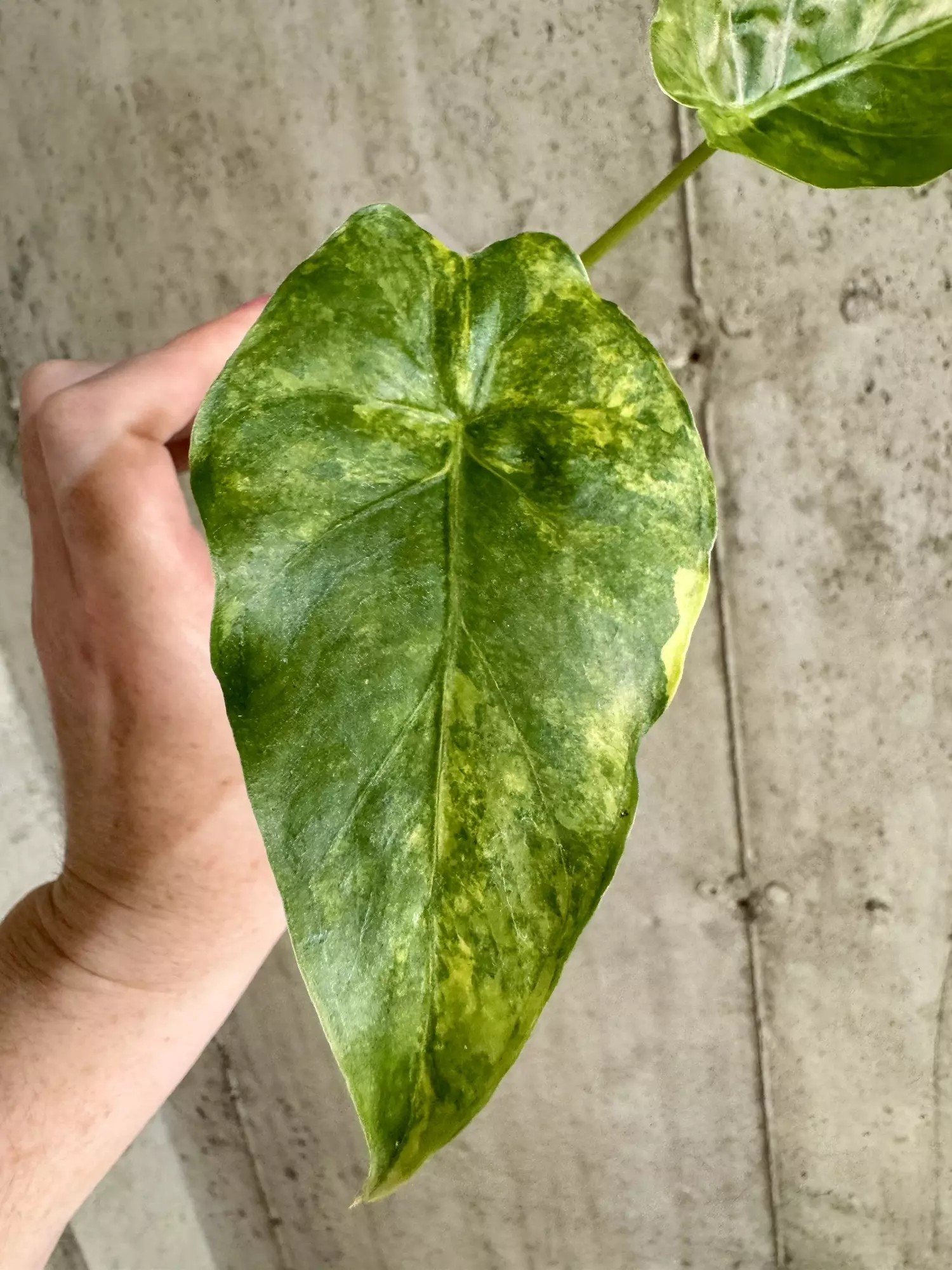 plant/Alocasia Gageana Aurea [c]-2
