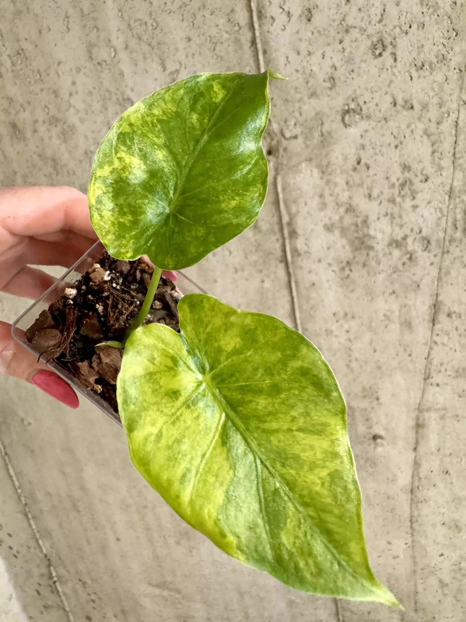 plant/Alocasia Gagean Aurea [B]-1