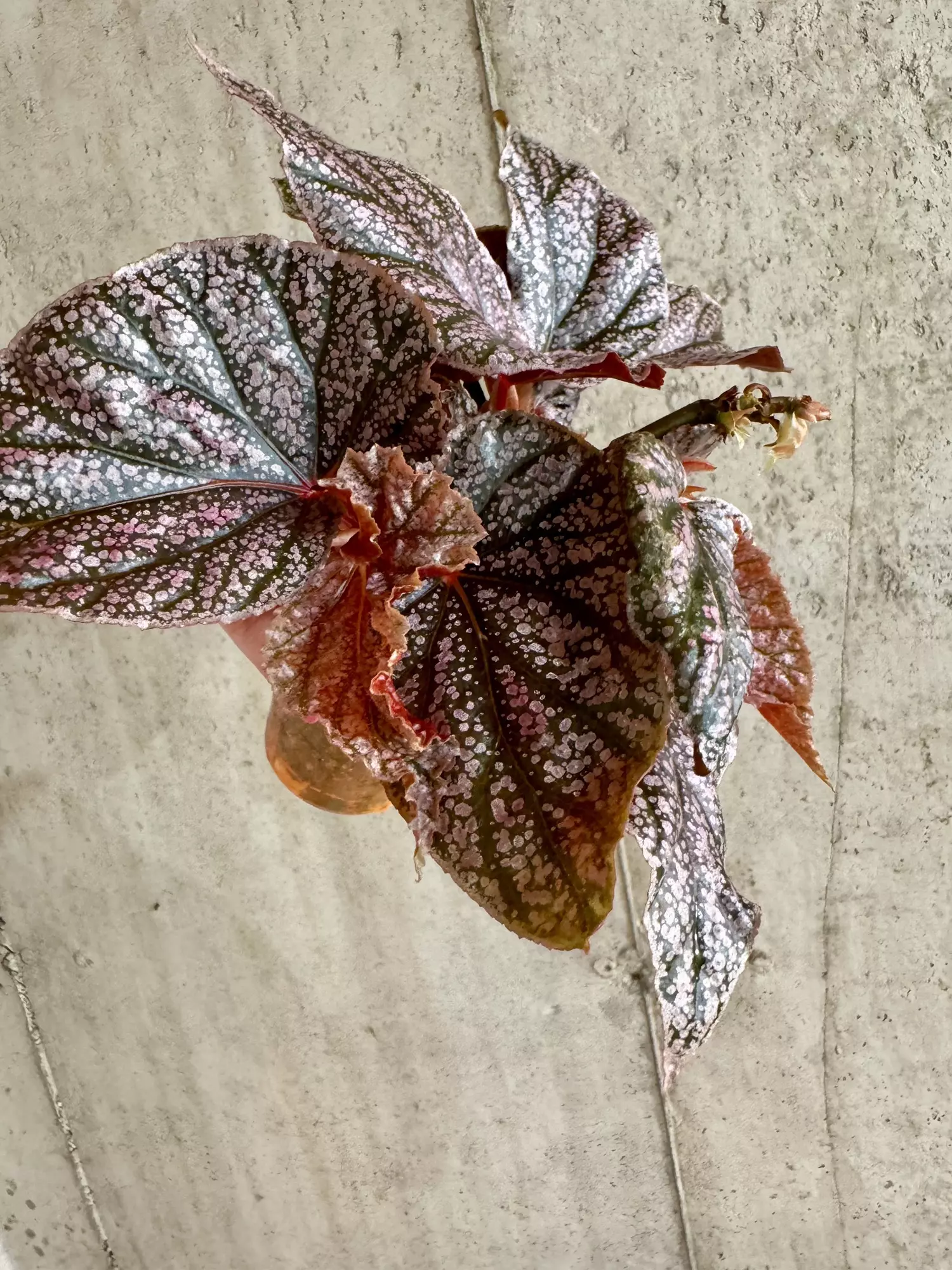 plant/Begonia Maurice Amy-3