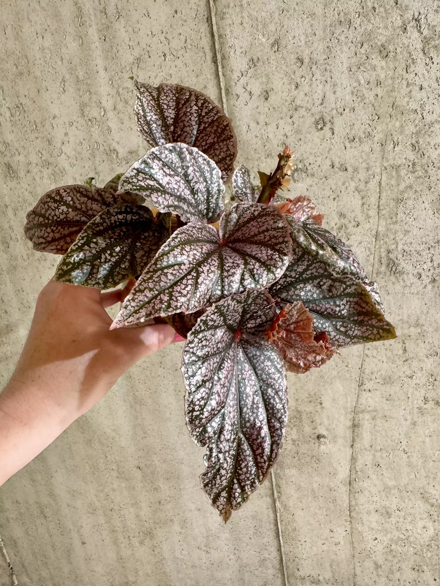 plant/Begonia Maurice Amy-0
