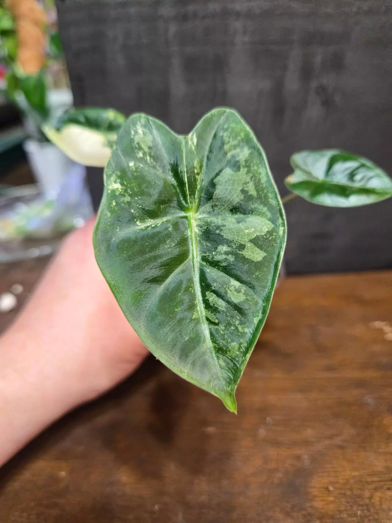plant/Alocasia frydek variegated-1
