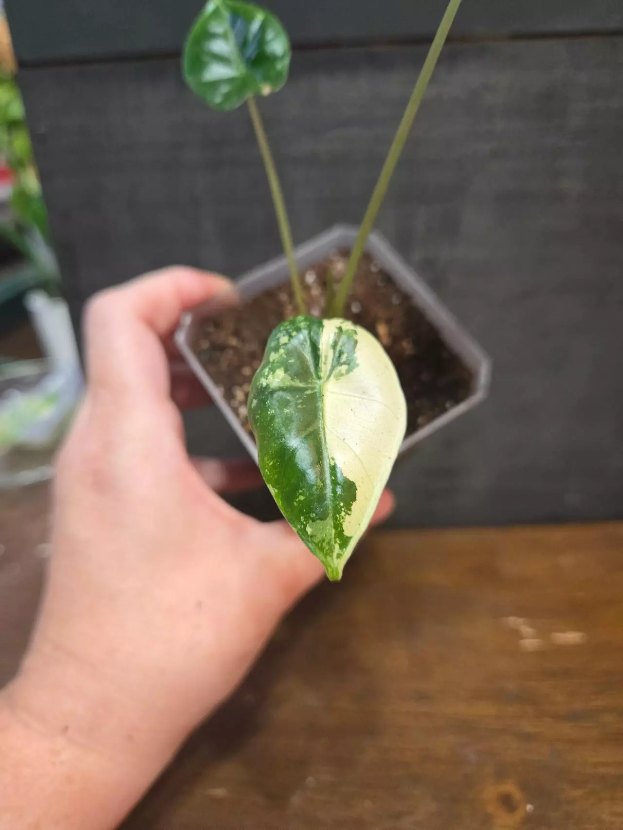 plant/Alocasia frydek variegated-0