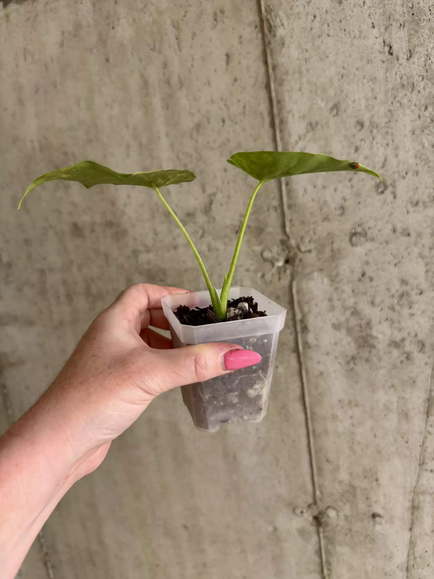 plant/Alocasia Gageana Aurea [c]-1