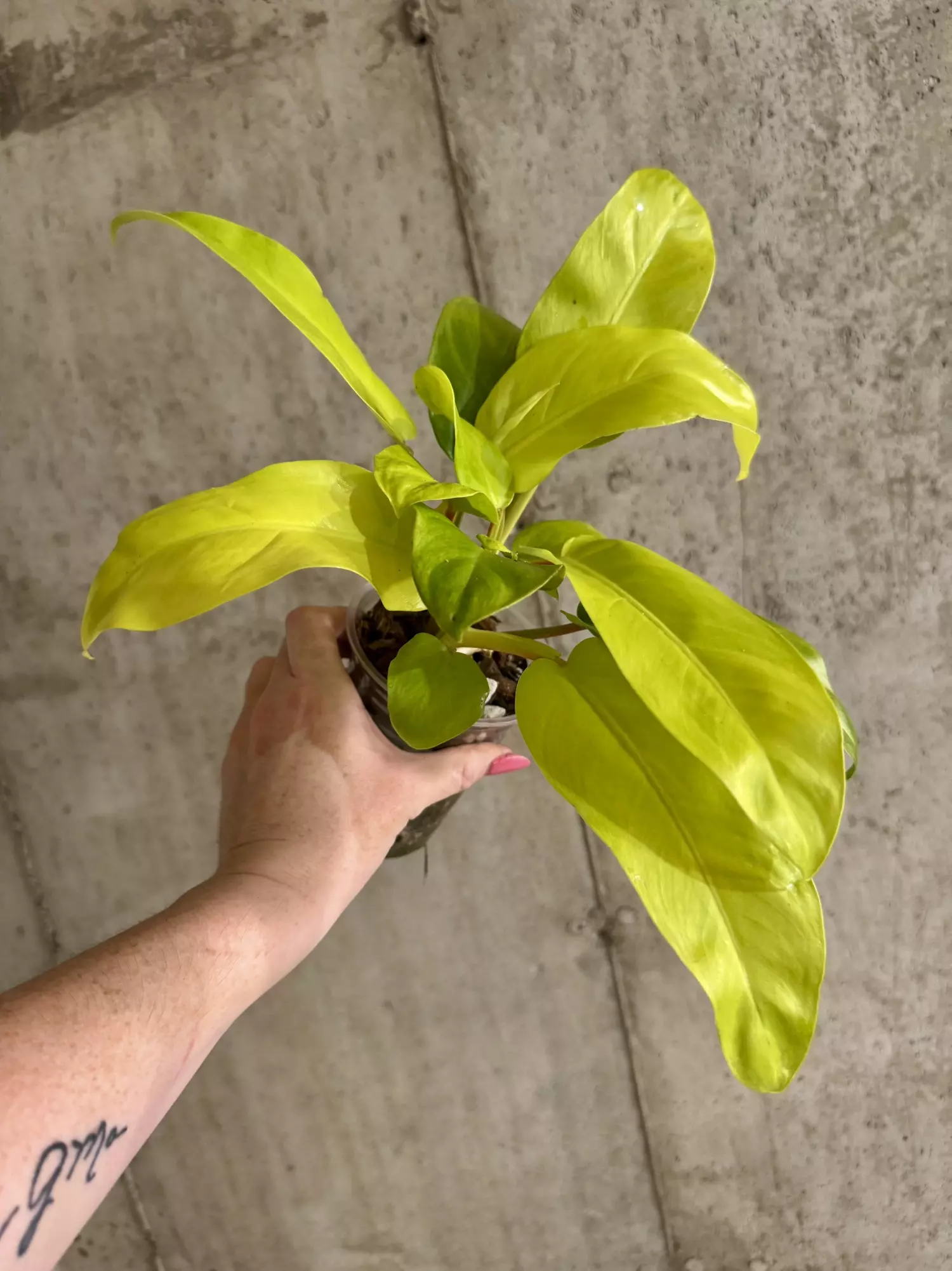 plant/Philodendron Lemon Lime-2