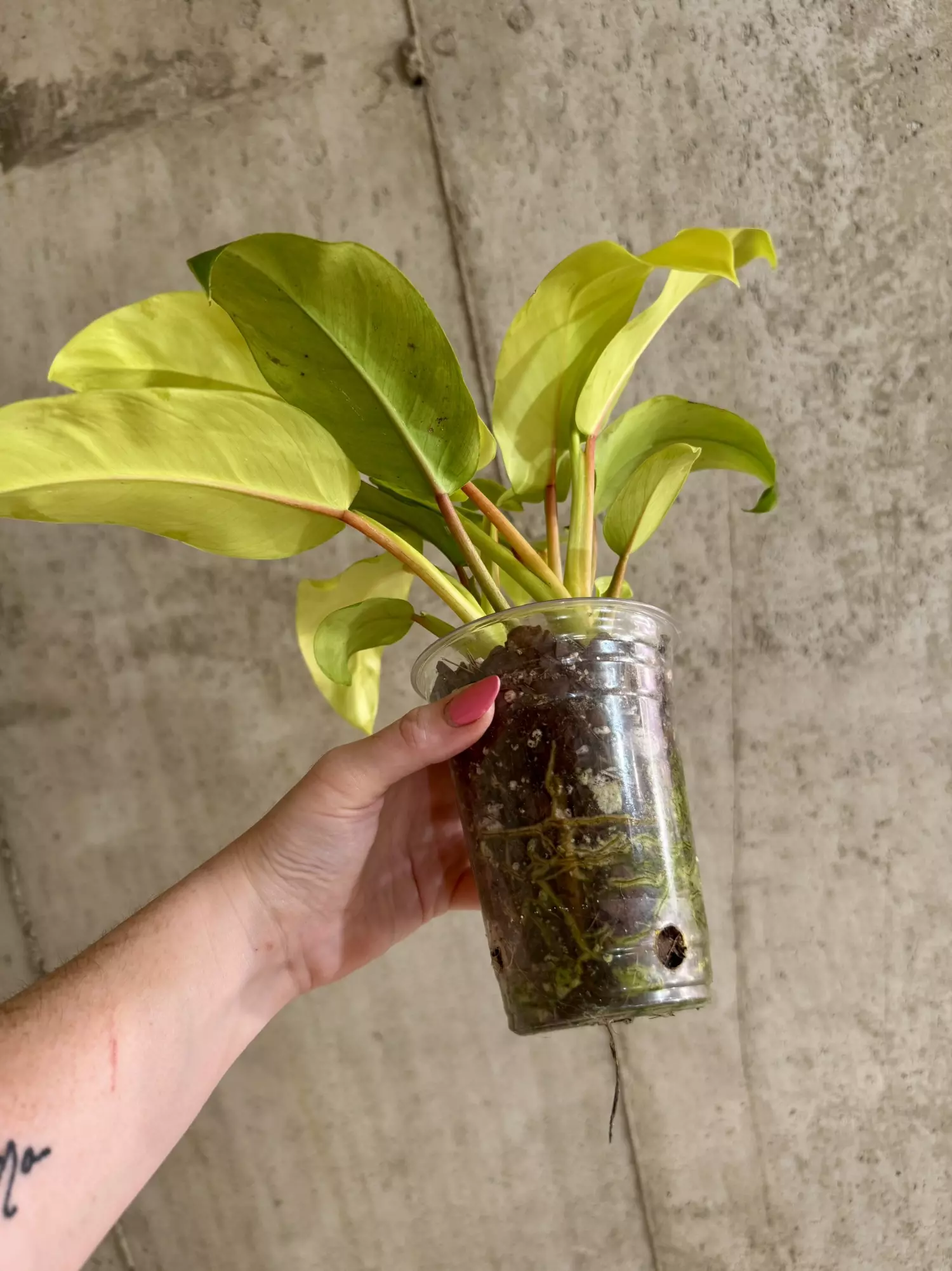plant/Philodendron Lemon Lime-1