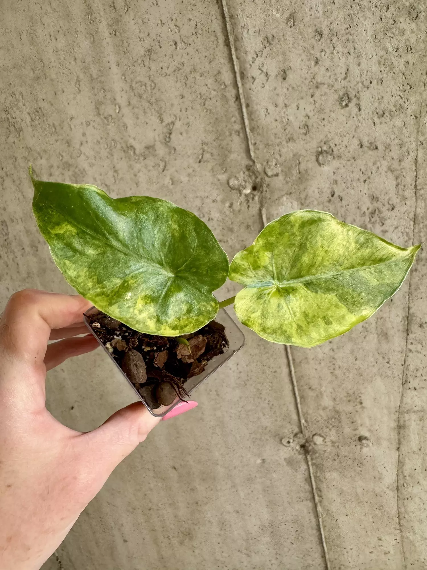 plant/Alocasia Gagean Aurea [B]-0