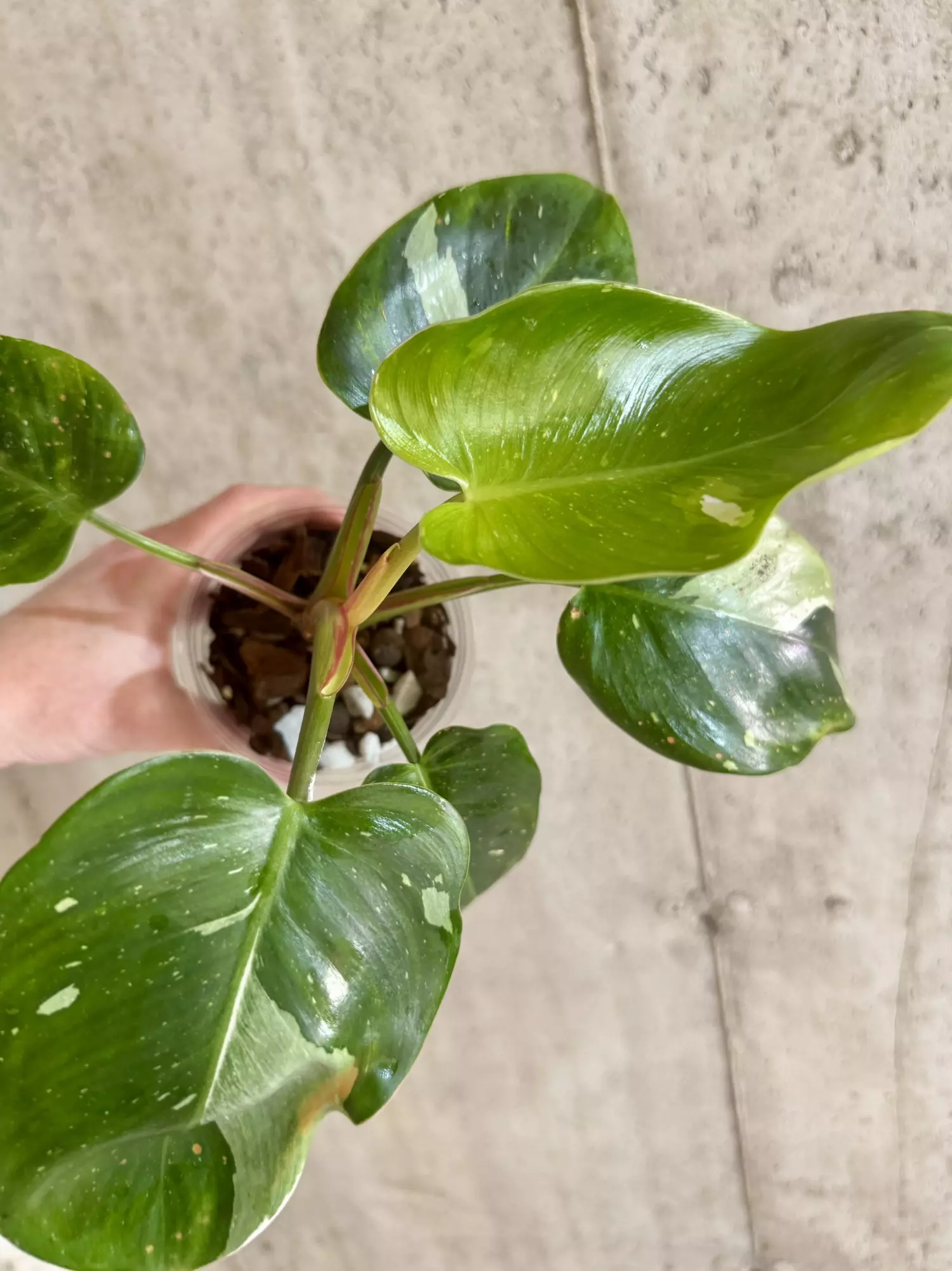 plant/Philodendron White Princess Tricolor-2