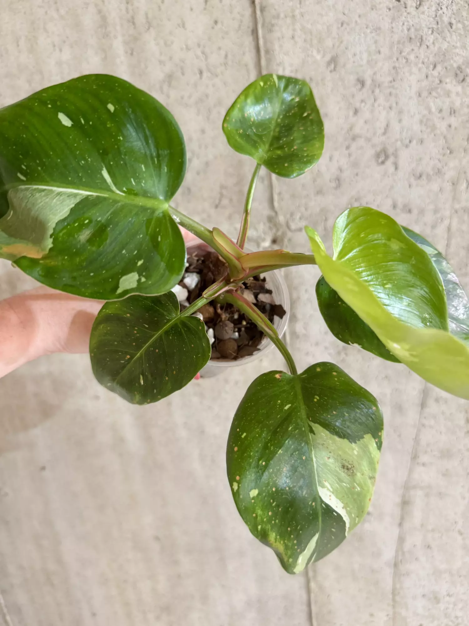 plant/Philodendron White Princess Tricolor-0