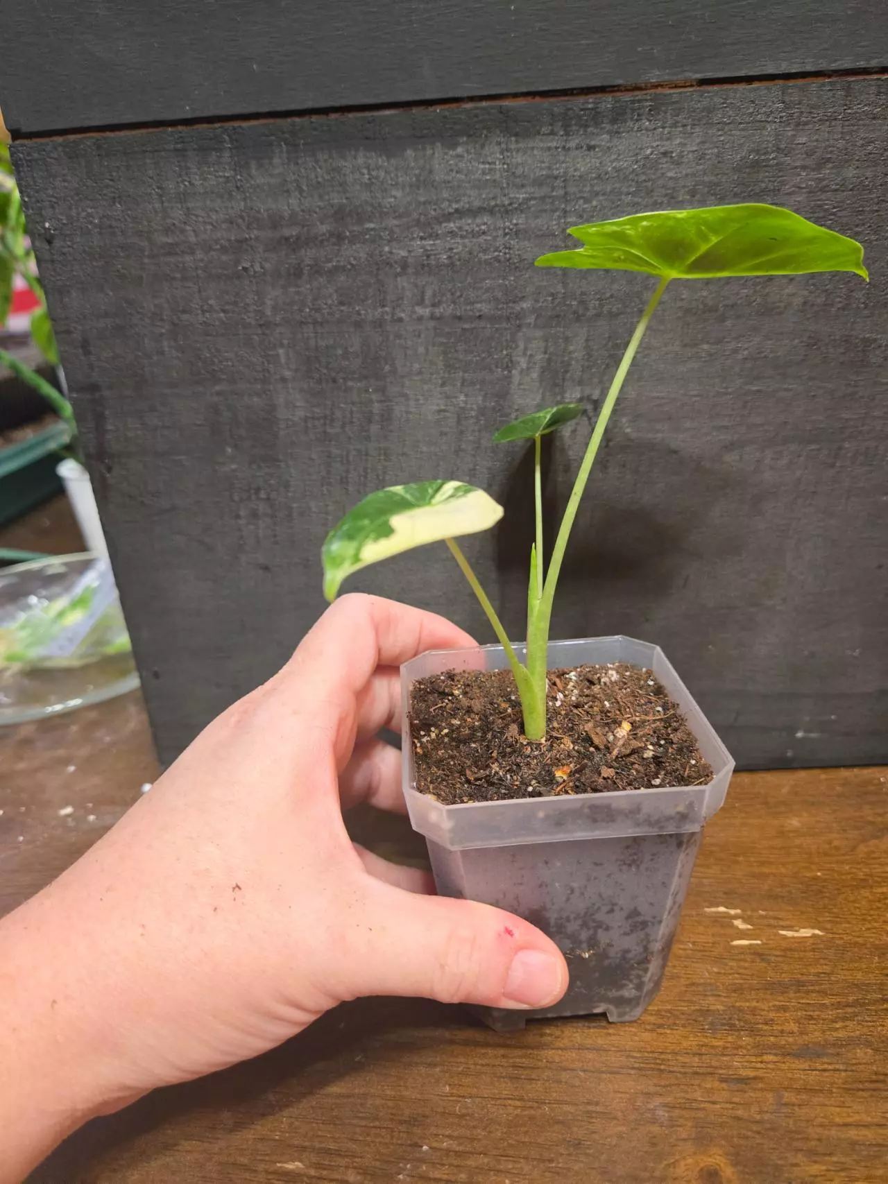 plant/Alocasia frydek variegated-2