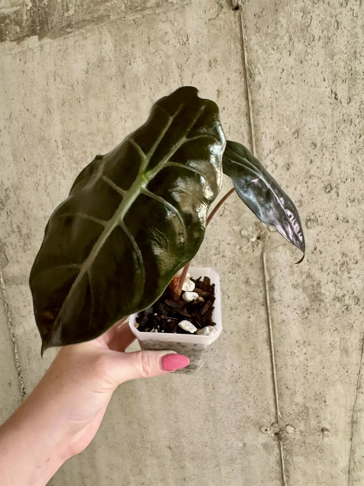 plant/Alocasia Chantieri-0