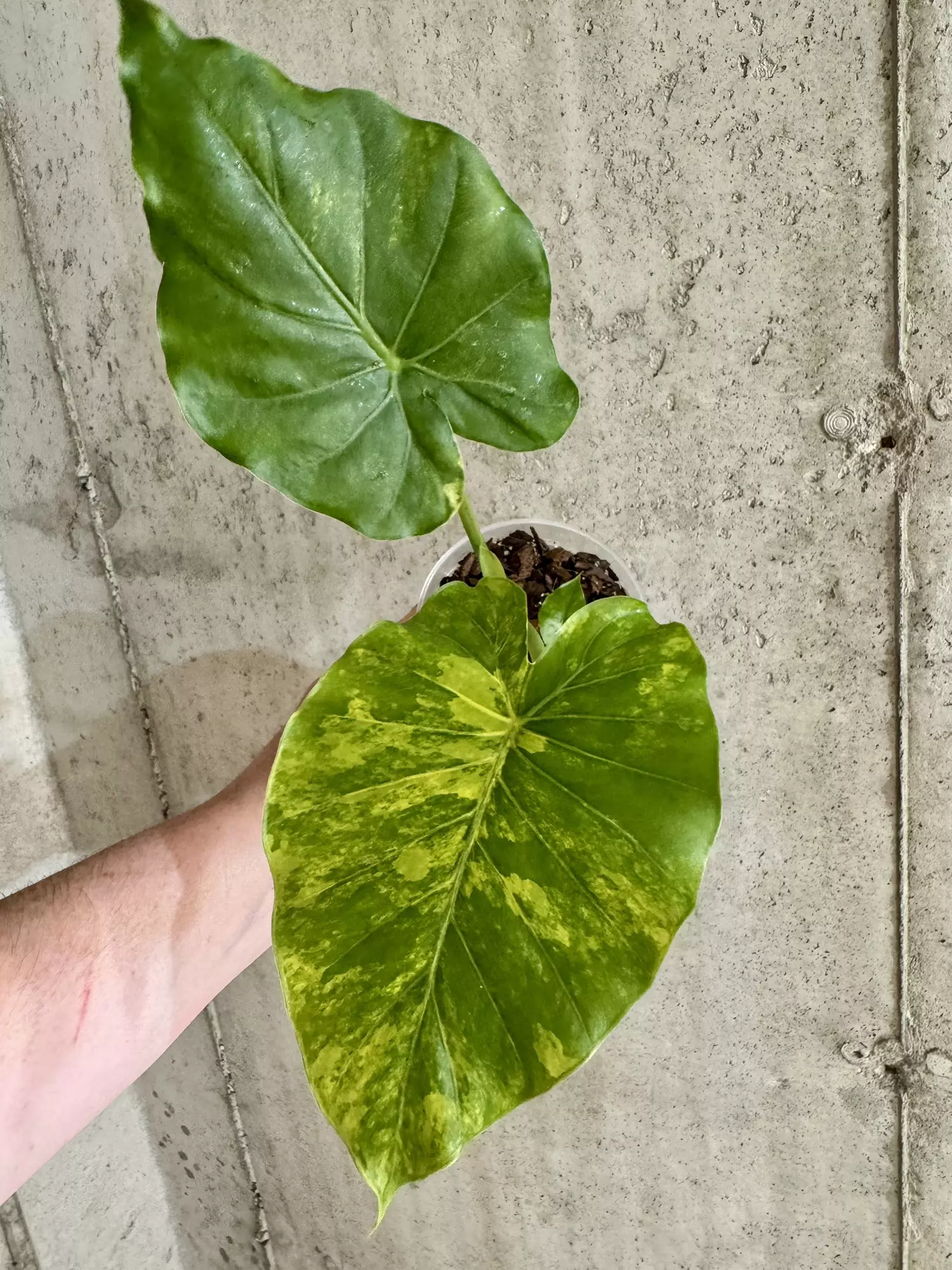 plant/Alocasia Gageana Aurea with pup! [f]-1