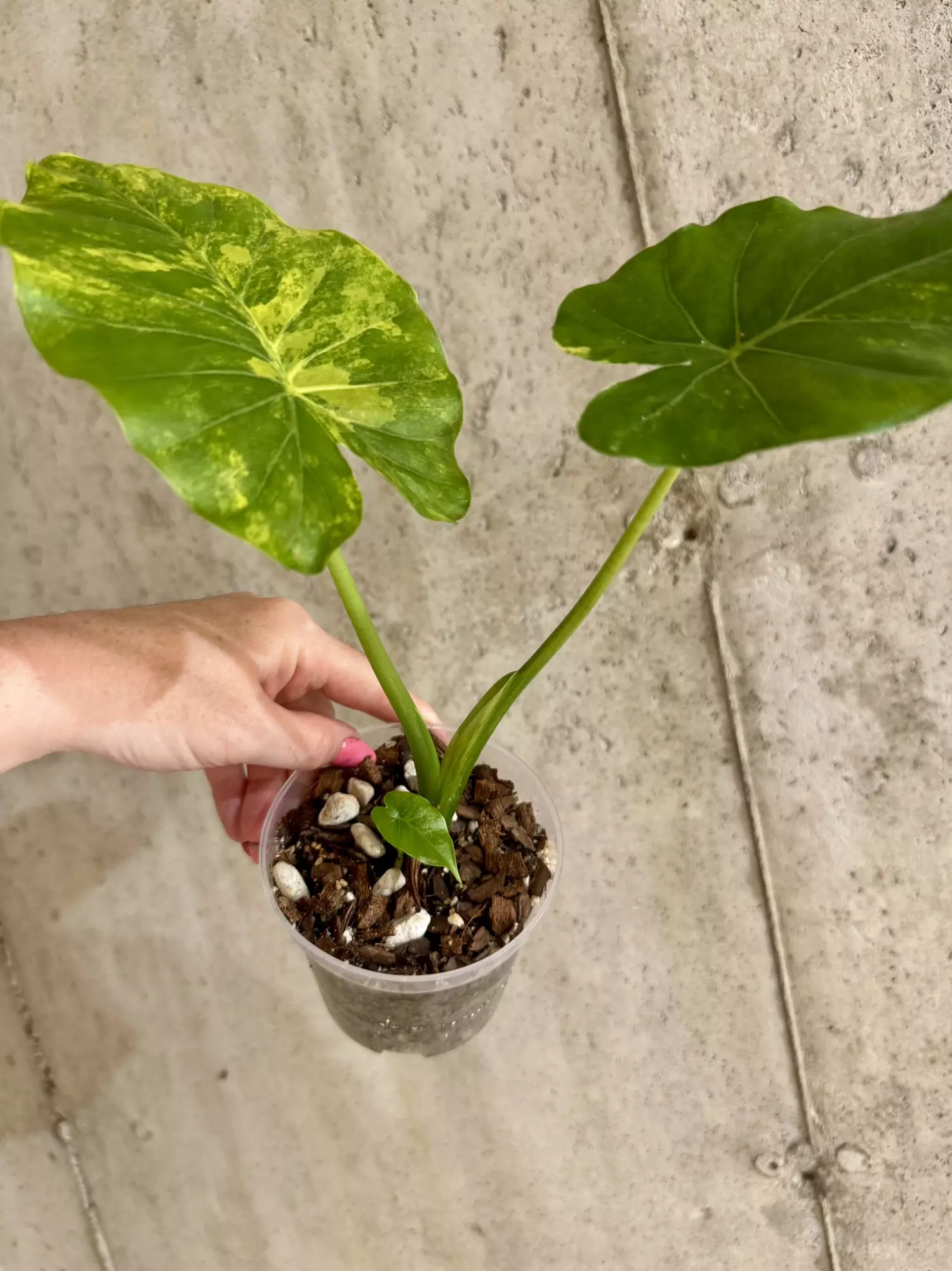 plant/Alocasia Gageana Aurea with pup! [f]-3