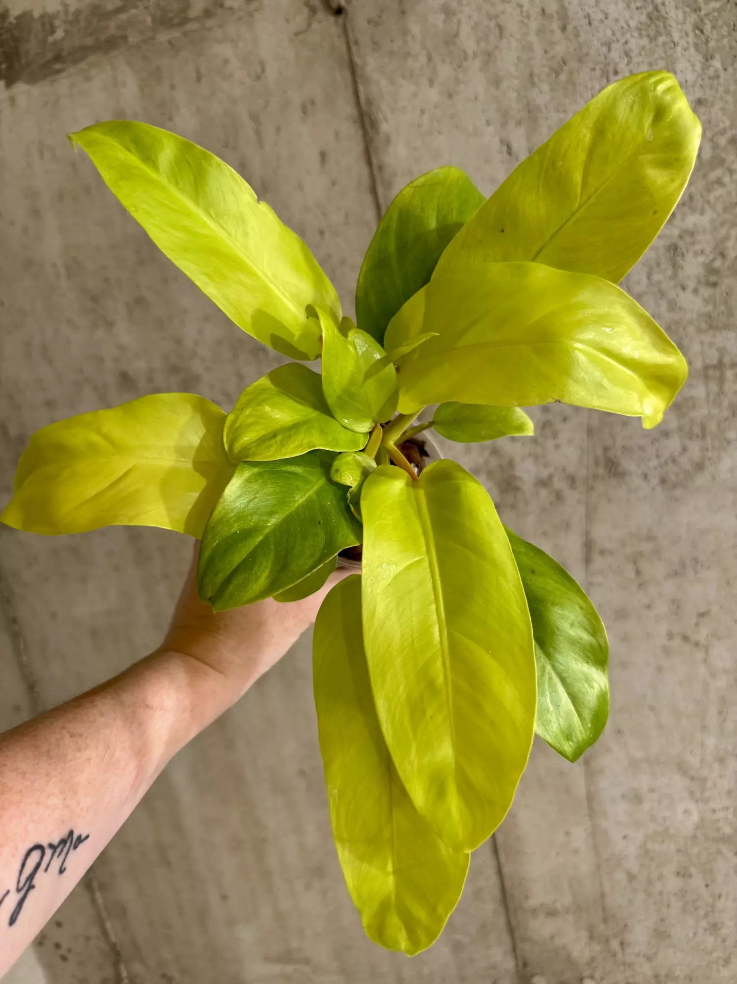 plant/Philodendron Lemon Lime-0