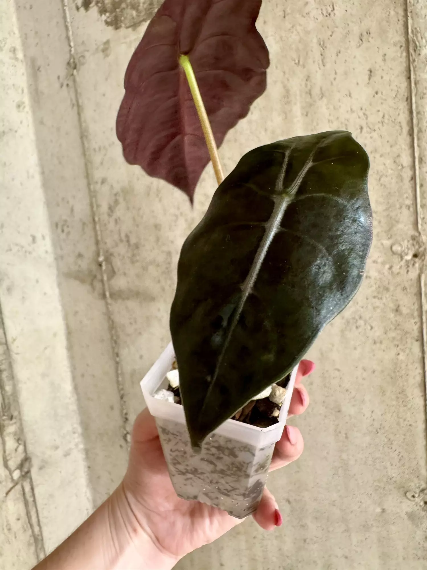plant/Alocasia Chantieri-1