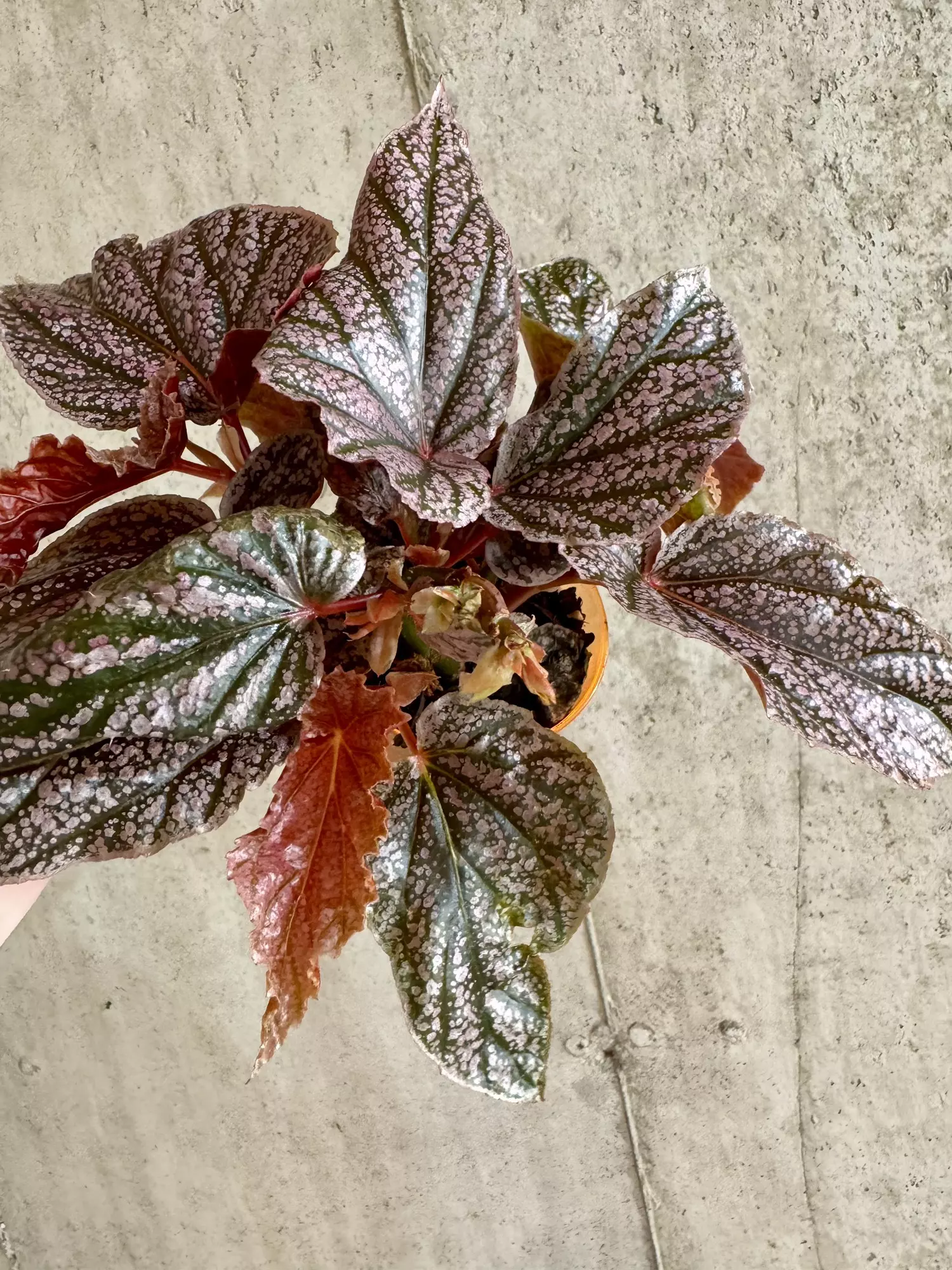 plant/Begonia Maurice Amy-1