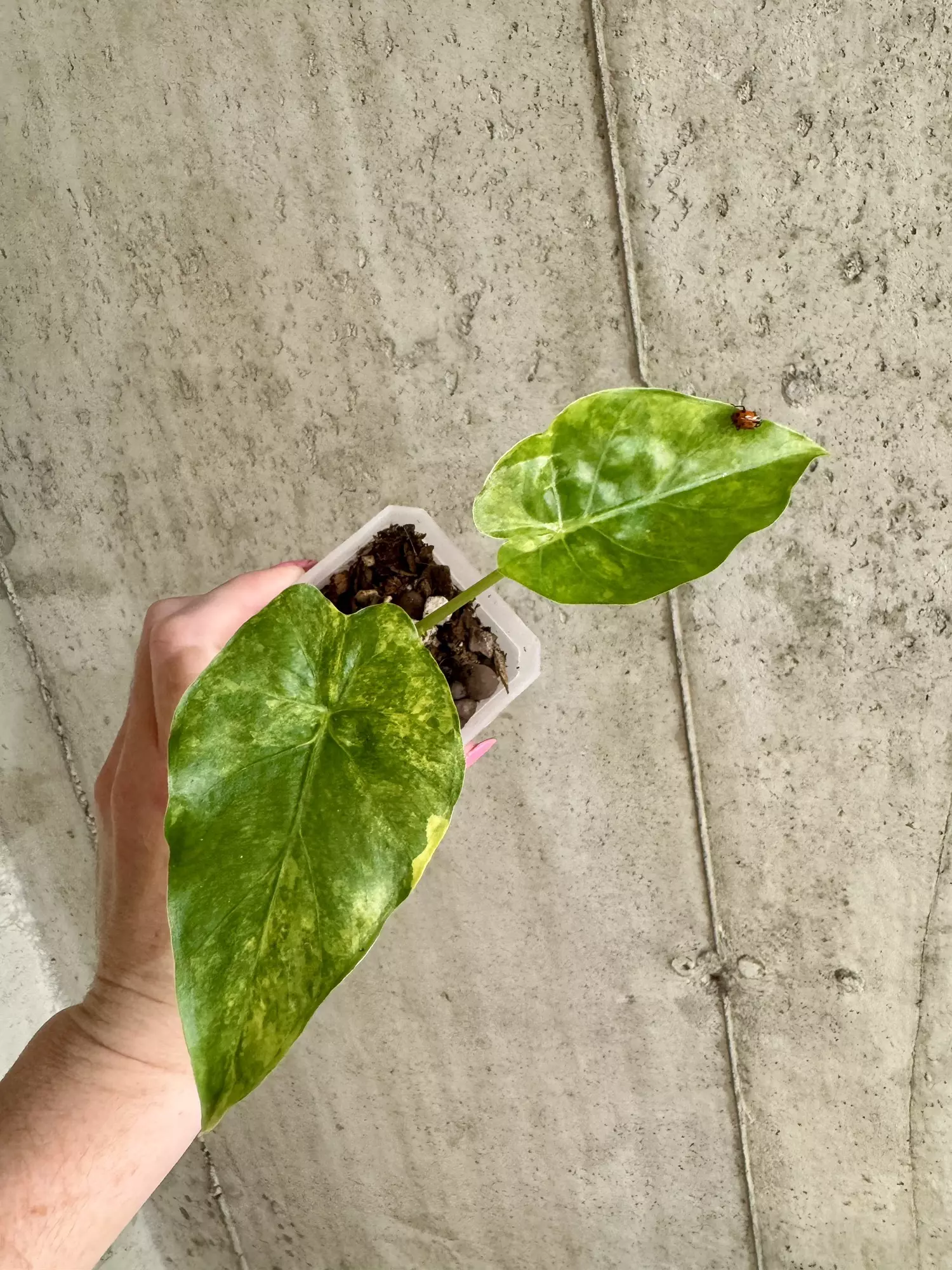plant/Alocasia Gageana Aurea [c]-0