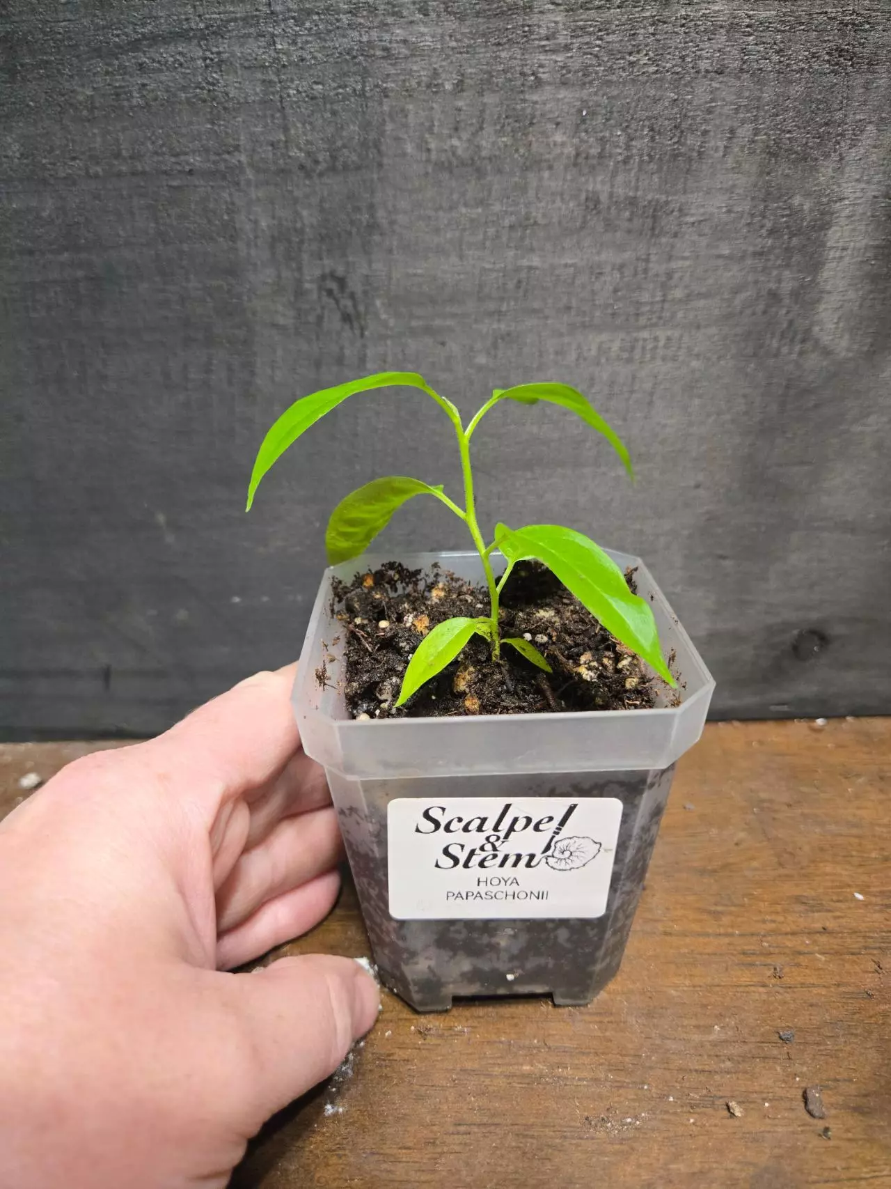 plant/Hoya papaschonii-1