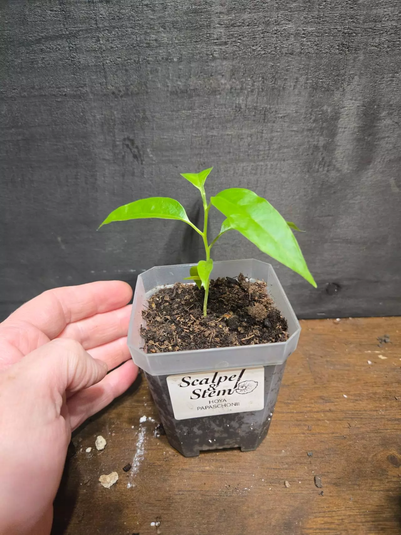 plant/Hoya papaschonii-3