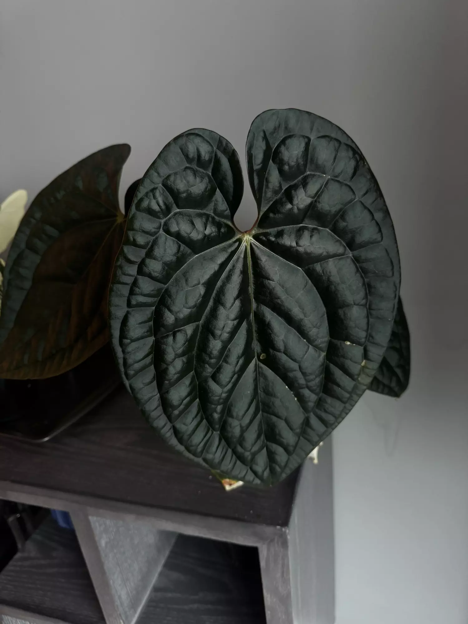 plant/Maroon Pap x Lux-1