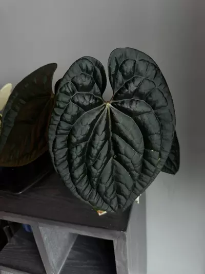 plant/Maroon Pap x Lux-1-thumbnail