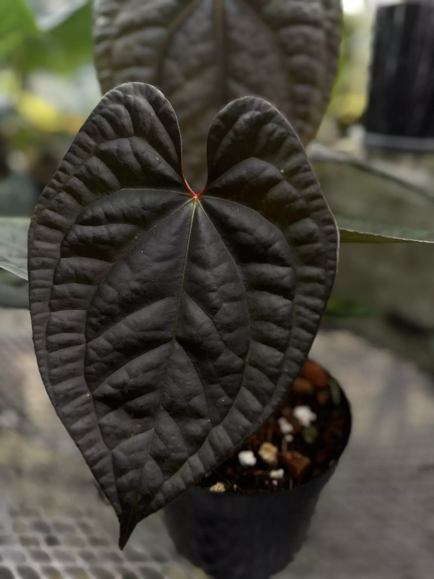 plant/Maroon Pap x Lux-0