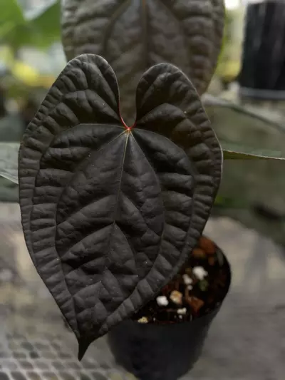 plant/Maroon Pap x Lux-0-thumbnail