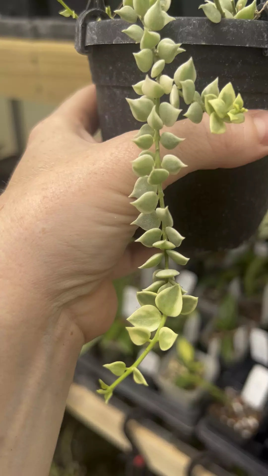 plant/Dischidia ruscifolia variegata in 4” hanging basket-1
