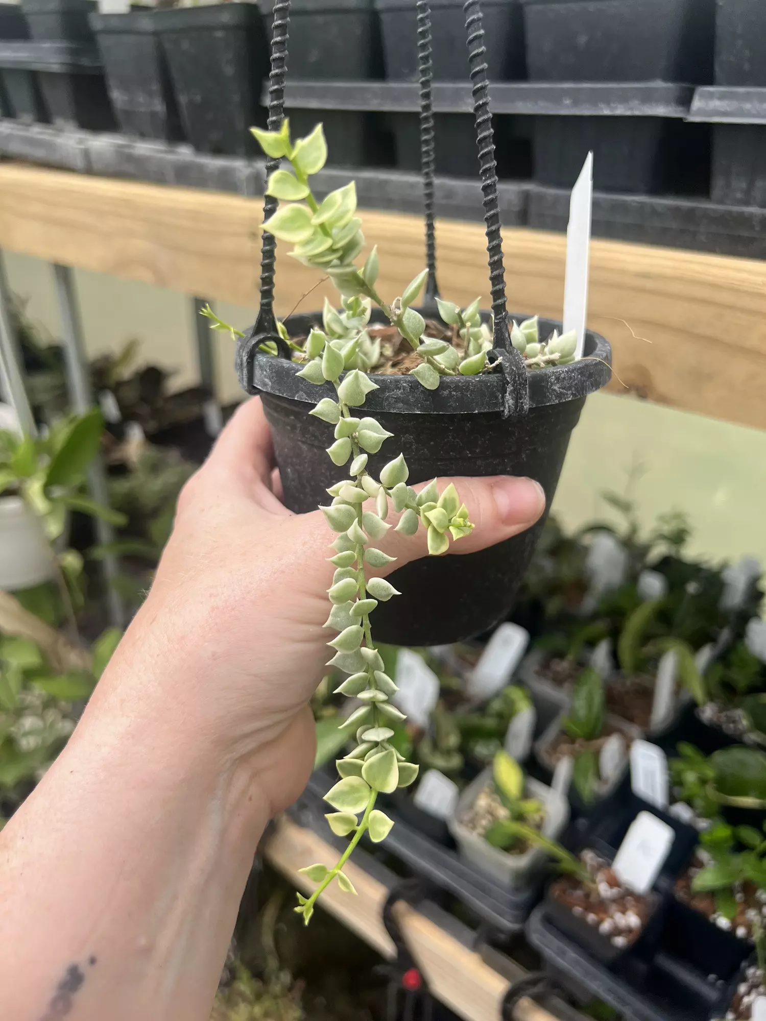 plant/Dischidia ruscifolia variegata in 4” hanging basket-0